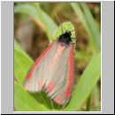 Tyria jacobaeae - Blutbaer 01.jpg